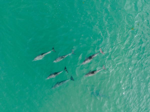 Mandurah's dolphins are the beloved and iconic residents of the coastal city of Mandurah, Western Australia. These enchanting creatures are a true symbol of the region's natural beauty and marine diversity. Known for their playful nature and graceful presence, the dolphins of Mandurah can often be seen frolicking in the pristine waters of the estuary and canals. Visitors have the unique opportunity to witness these magnificent mammals up close, whether through a leisurely boat cruise or from the shore. Interacting with Mandurah's dolphins is an awe-inspiring experience, creating lasting memories of the charm and magic that this coastal paradise has to offer.
