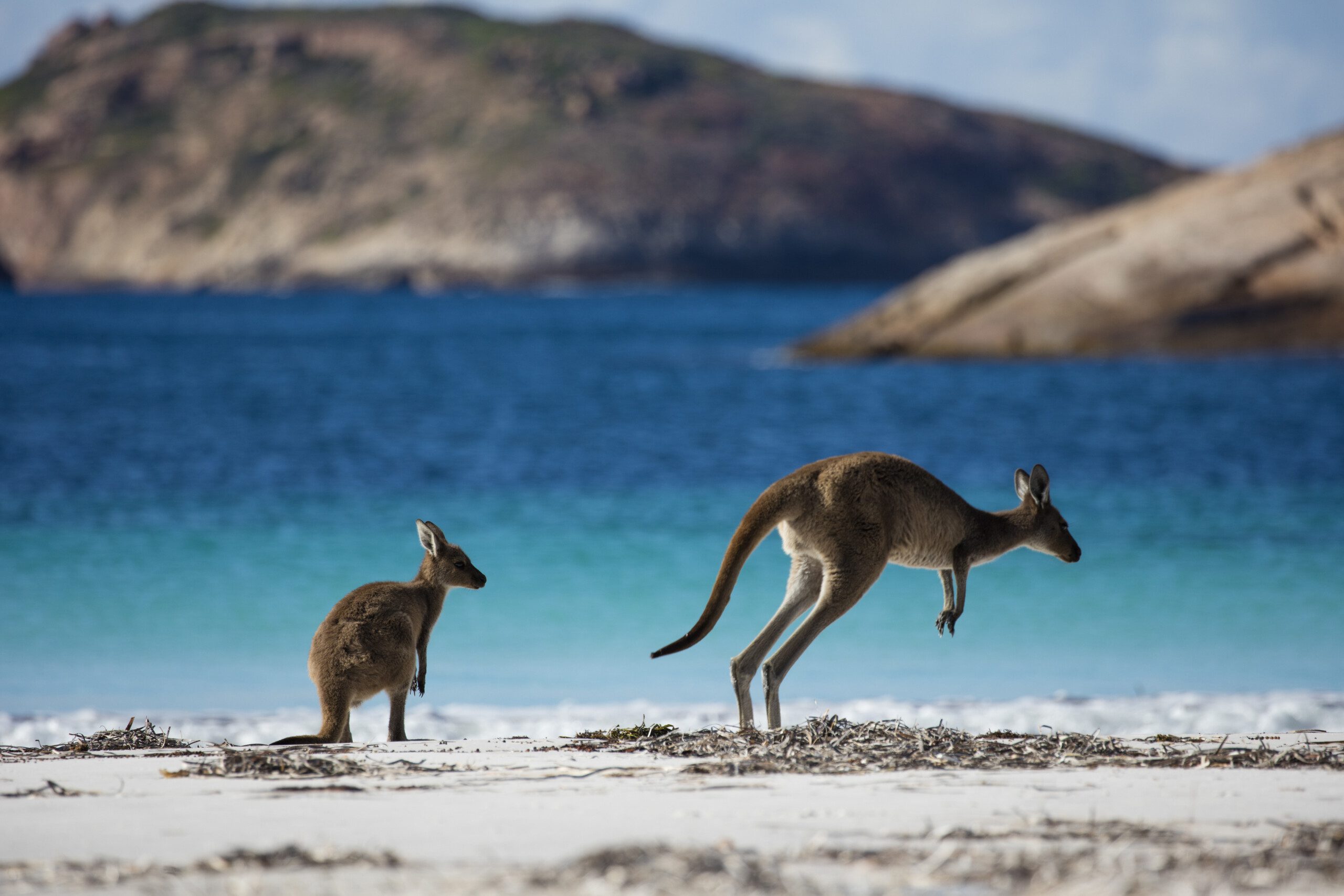 Kangaroos at Lucky Bay, Cape Le Grand National Park