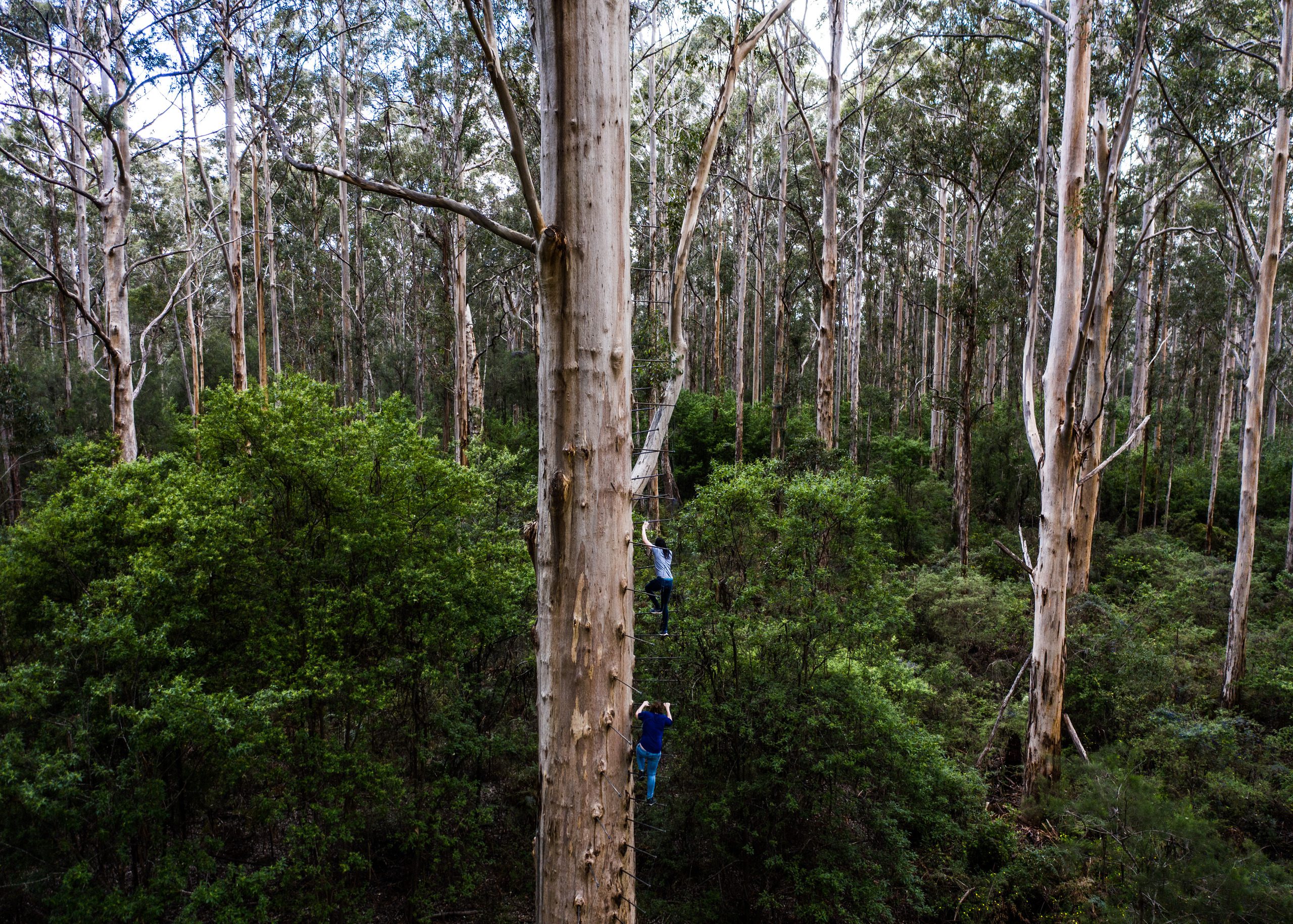 Gloucester Tree, Pemberton