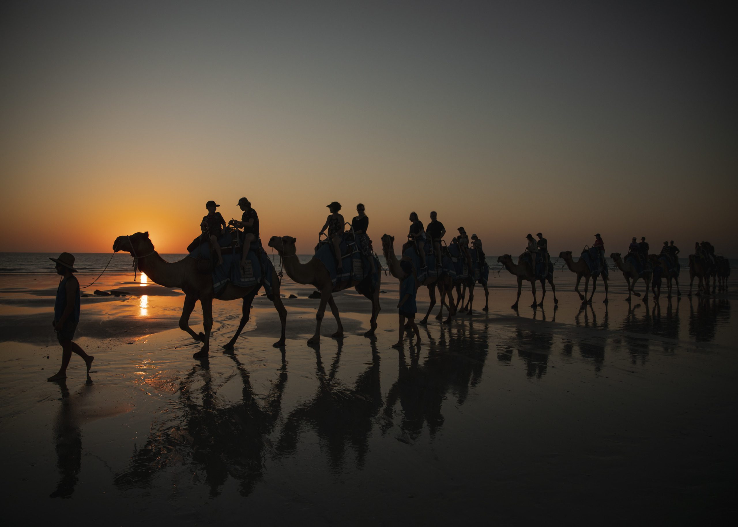 Camels, Cable Beach, Broome