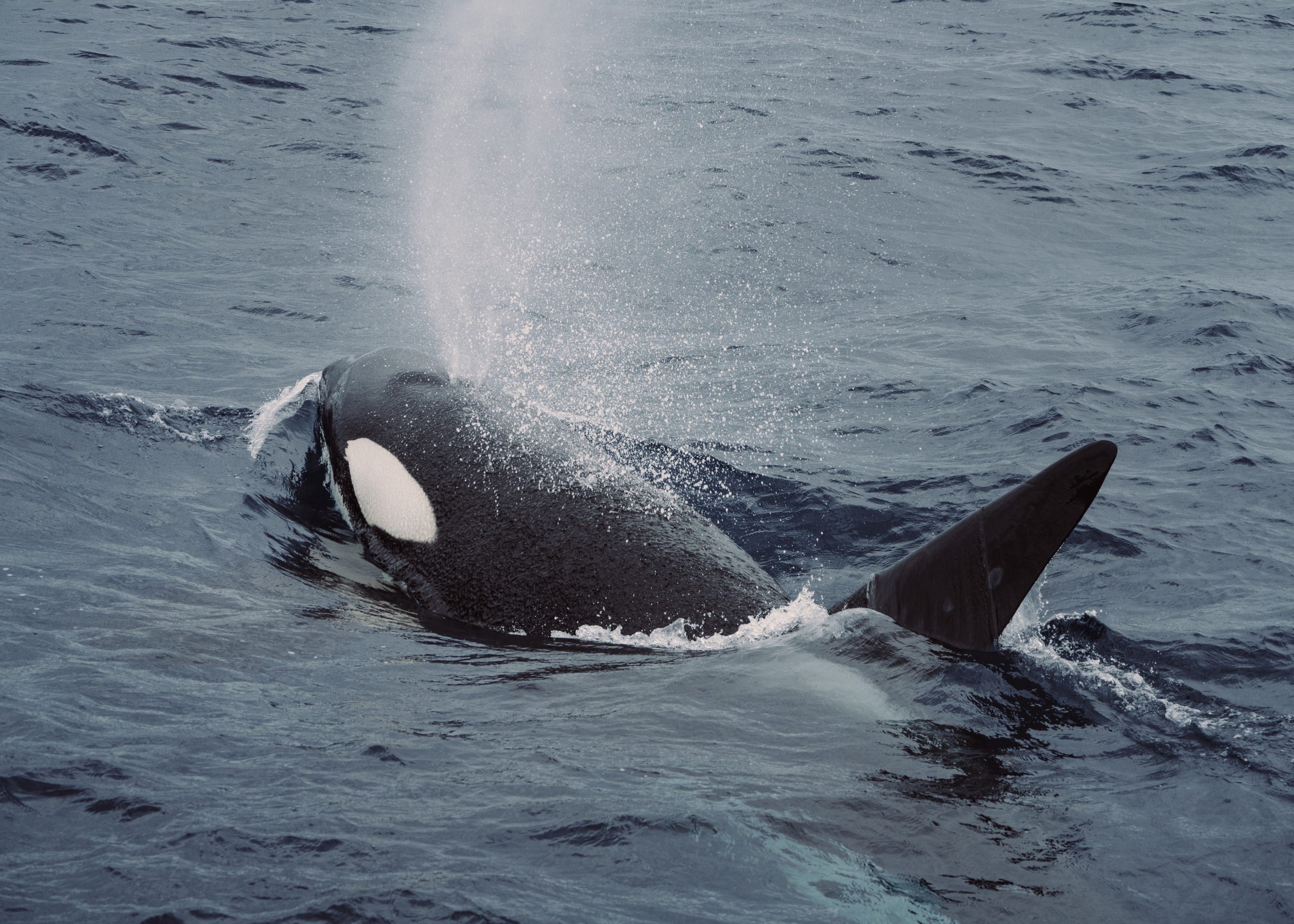 Killer Whales, Bremer Bay