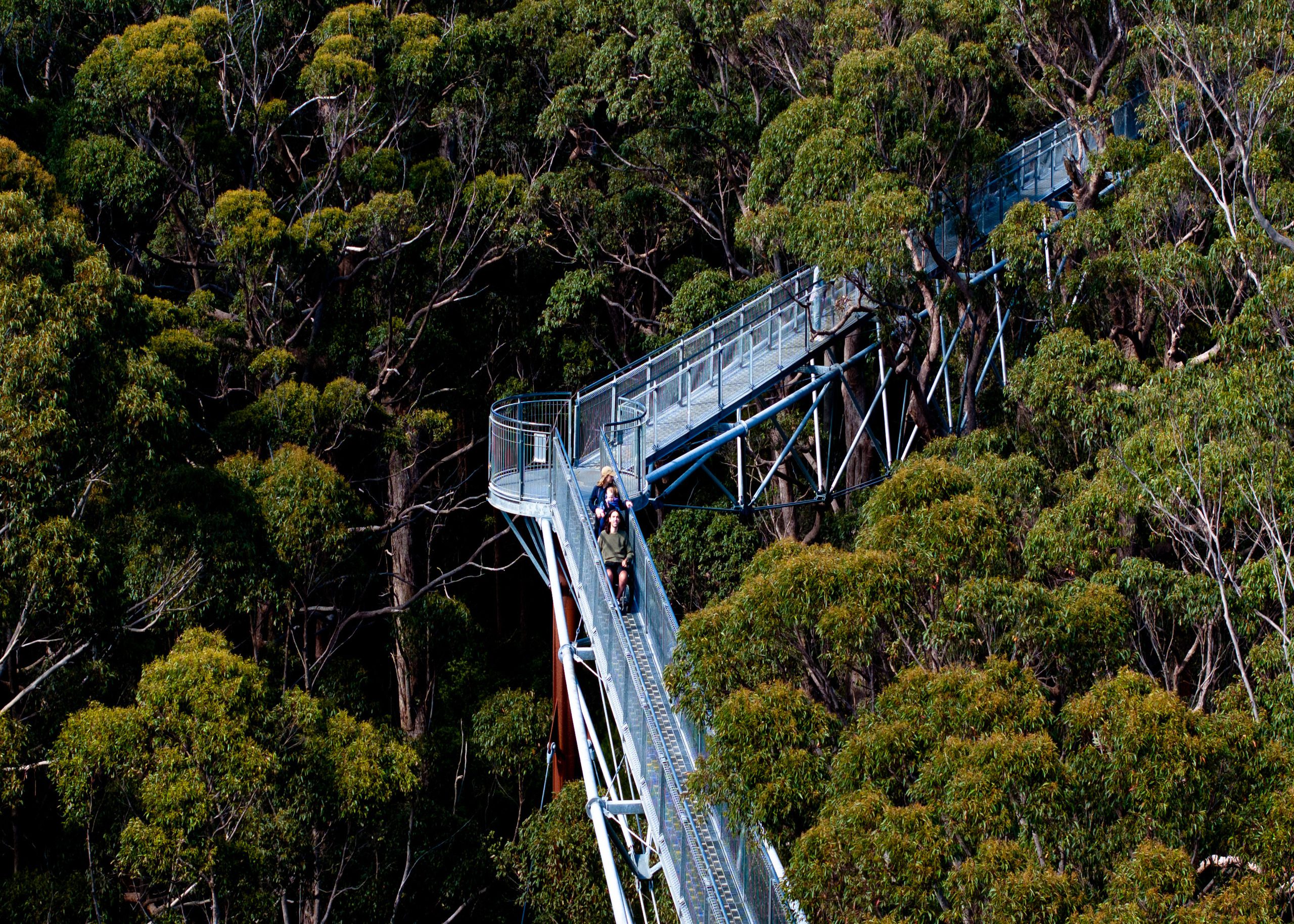 Tree Top Walk