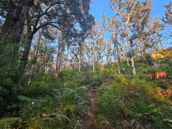 Boranup Forest