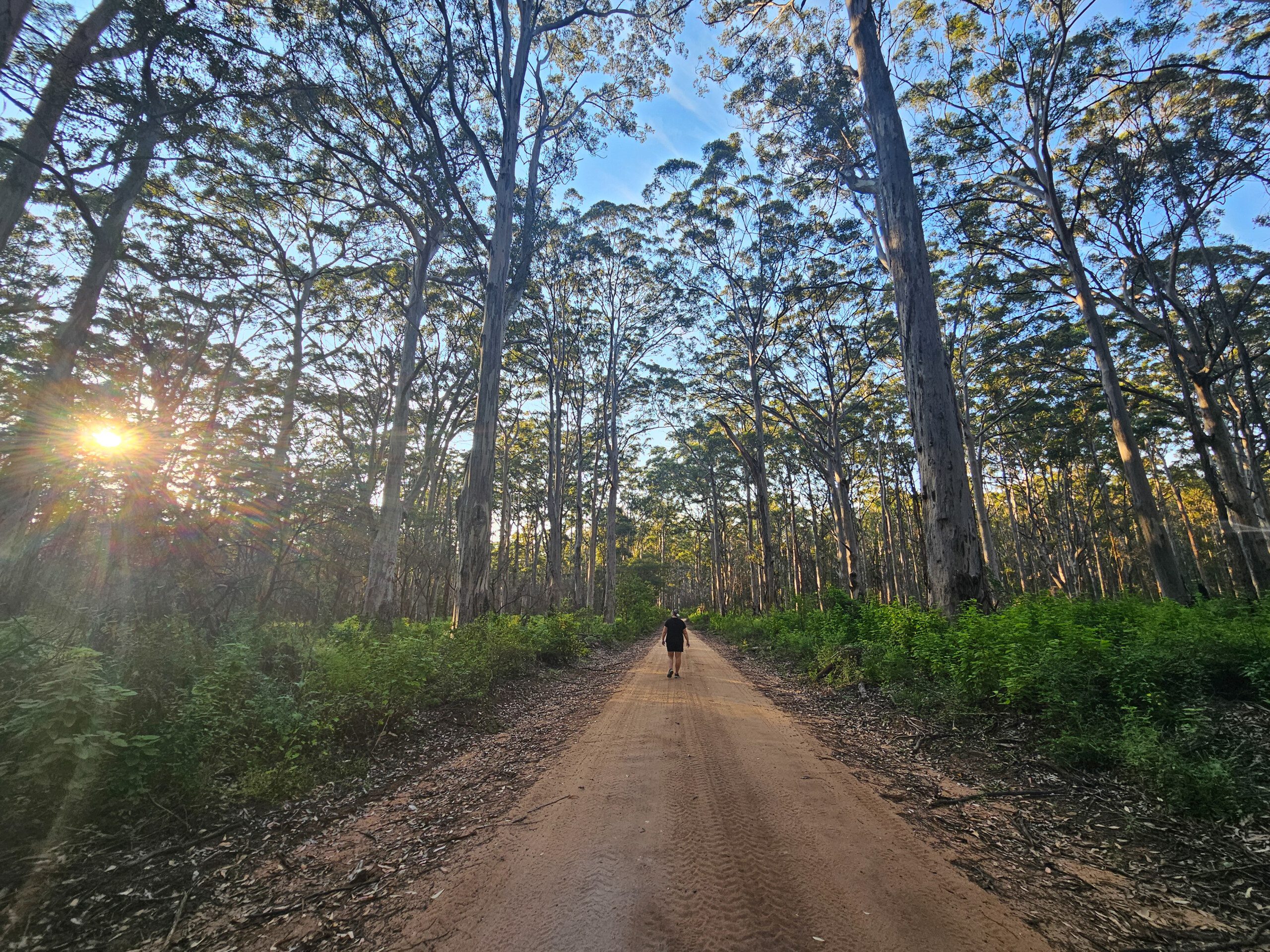 Boranup Forest