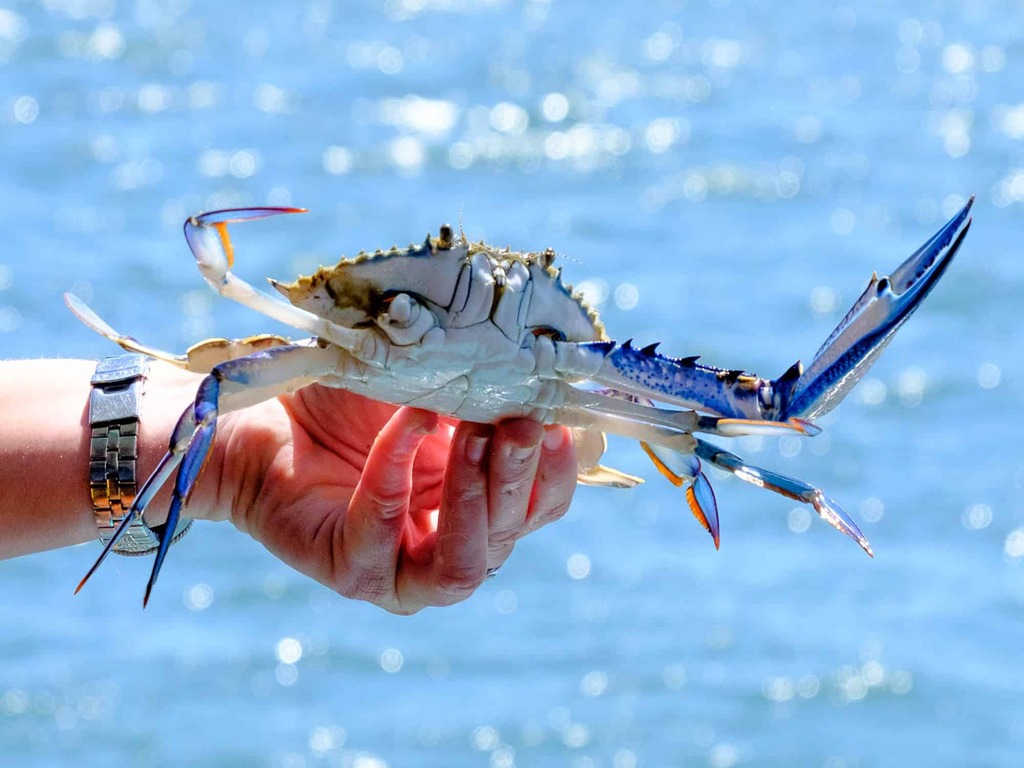 Blue-Swimmer-Crabs