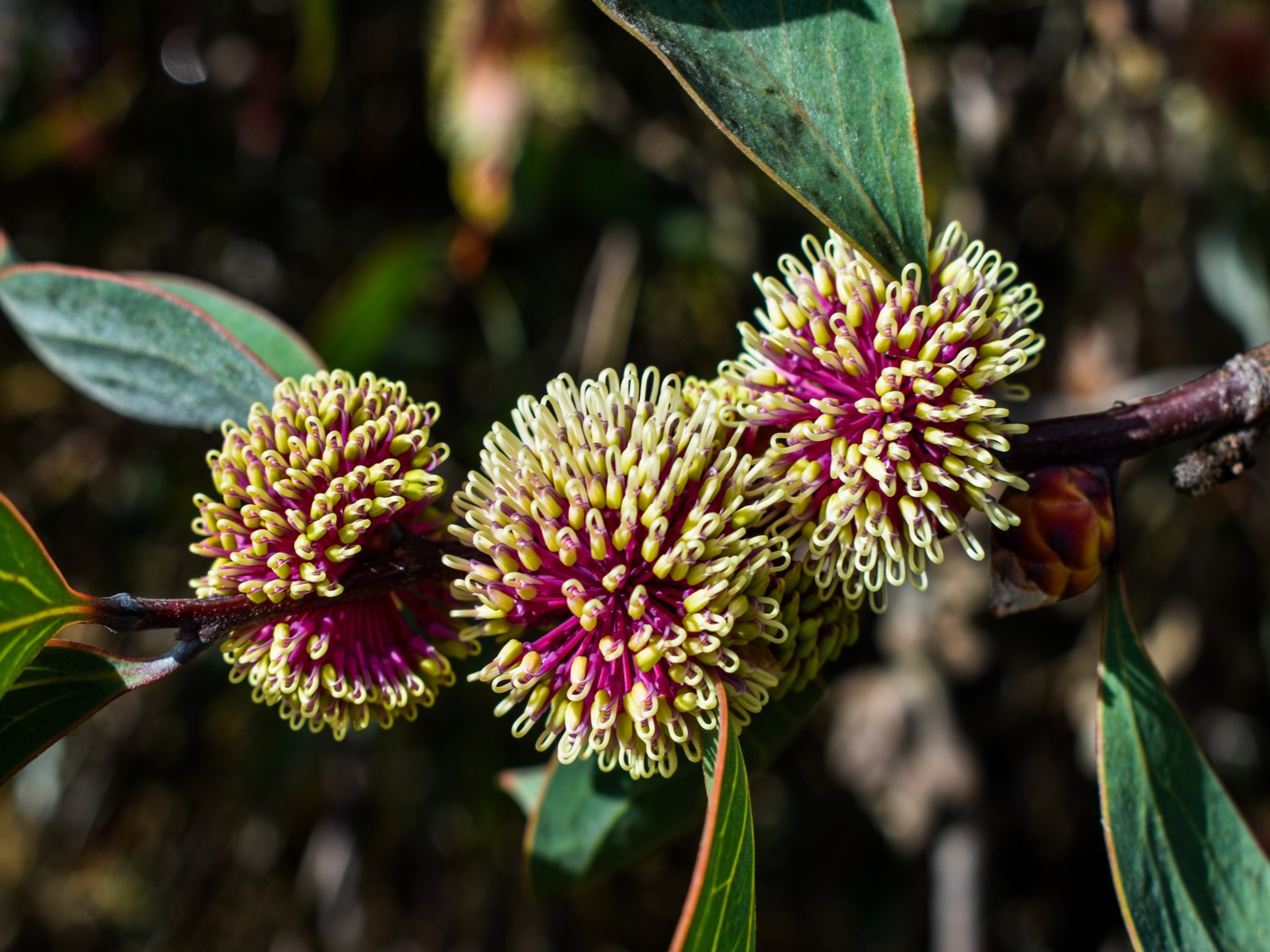 Chelle Fisher - Hakea laurina