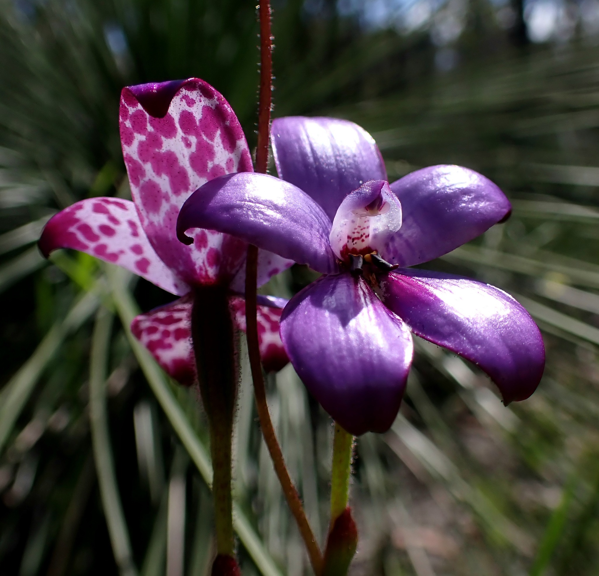 Jennifer Smith - Elythranthera brunonis