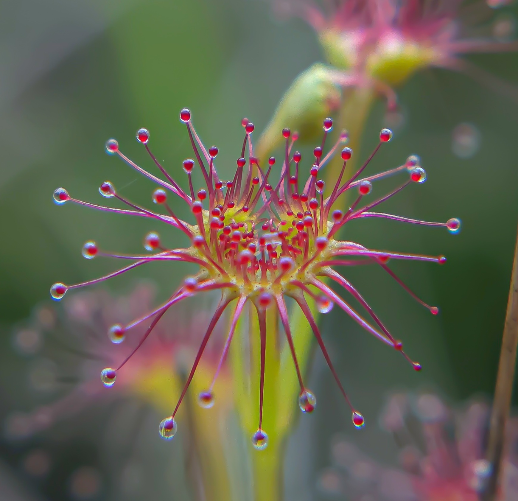 Josh Heard - Drosera stolonifera