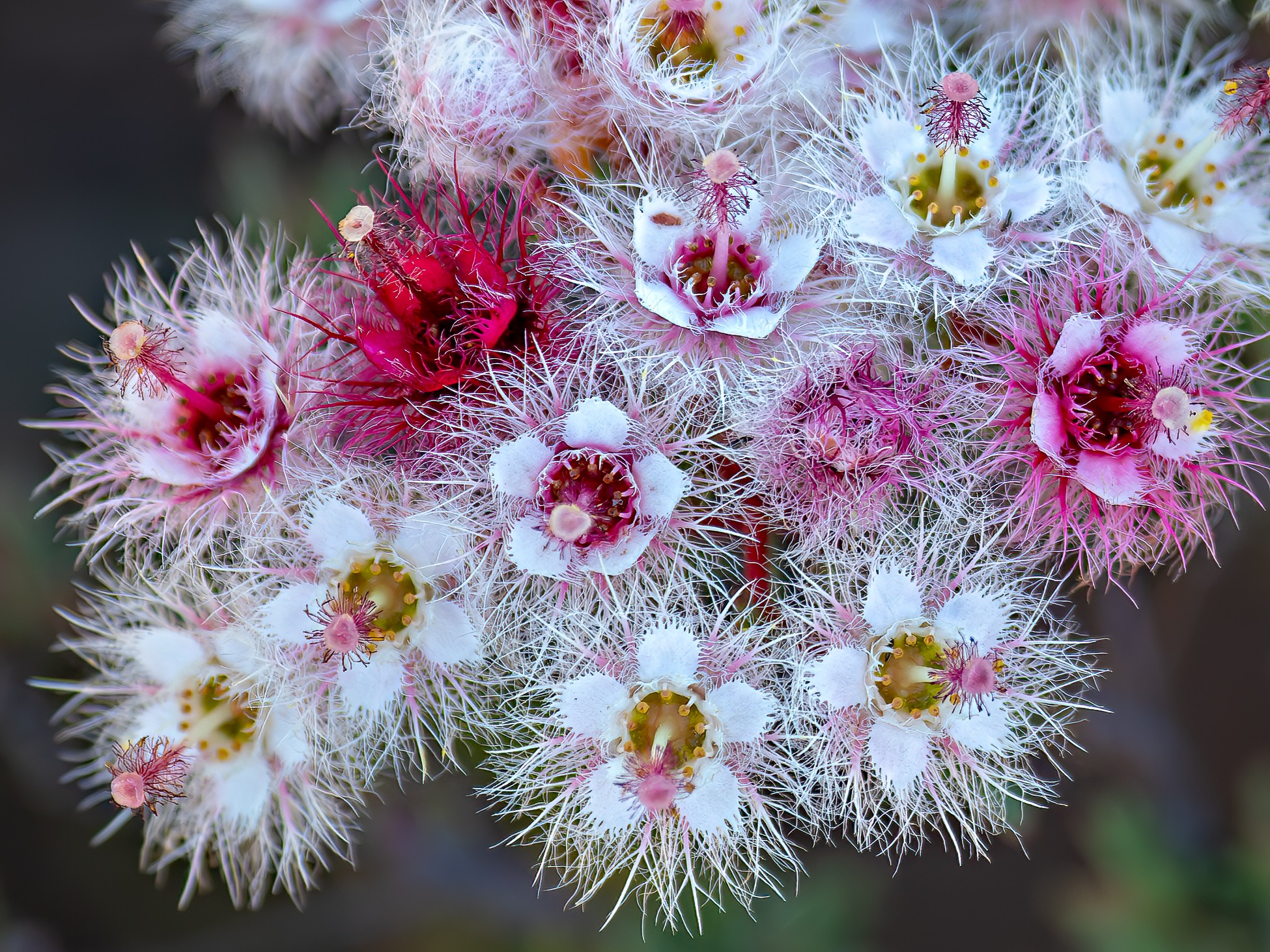 Julia Griffiths - Verticordia huegelii