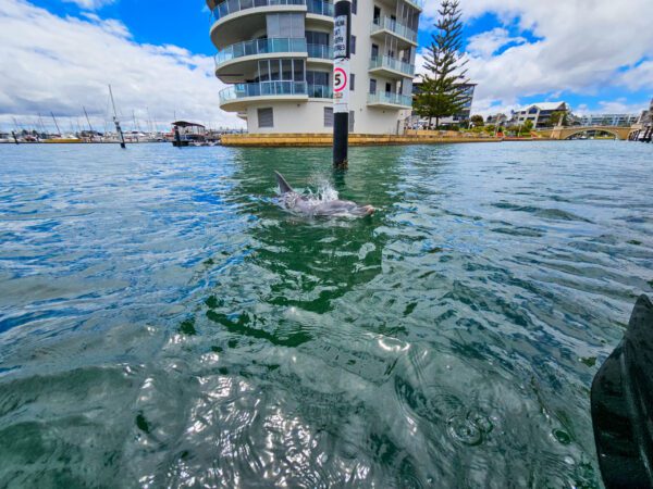 Kayaking Down Under 2