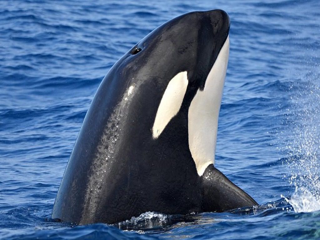 Killer Whales Bremer Bay