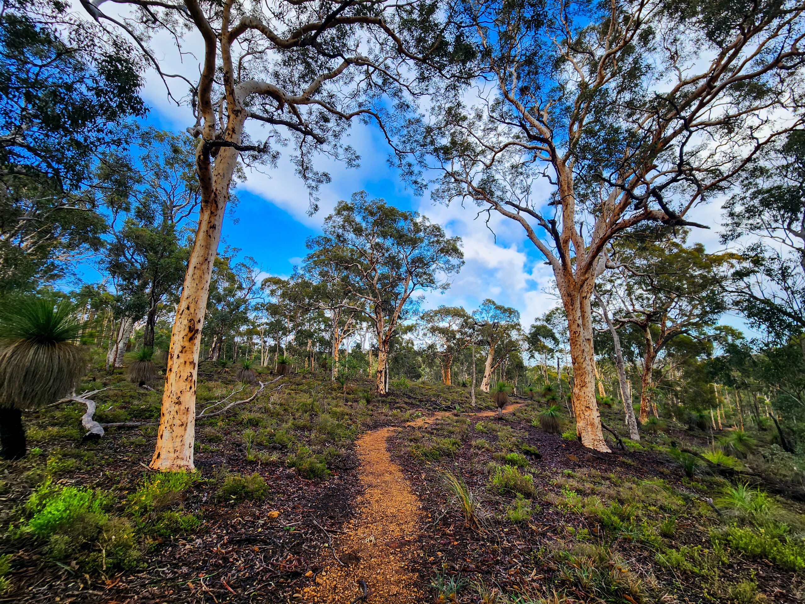 Little Eagle Walk Trail, John Forrest National Park - Chelle Fisher