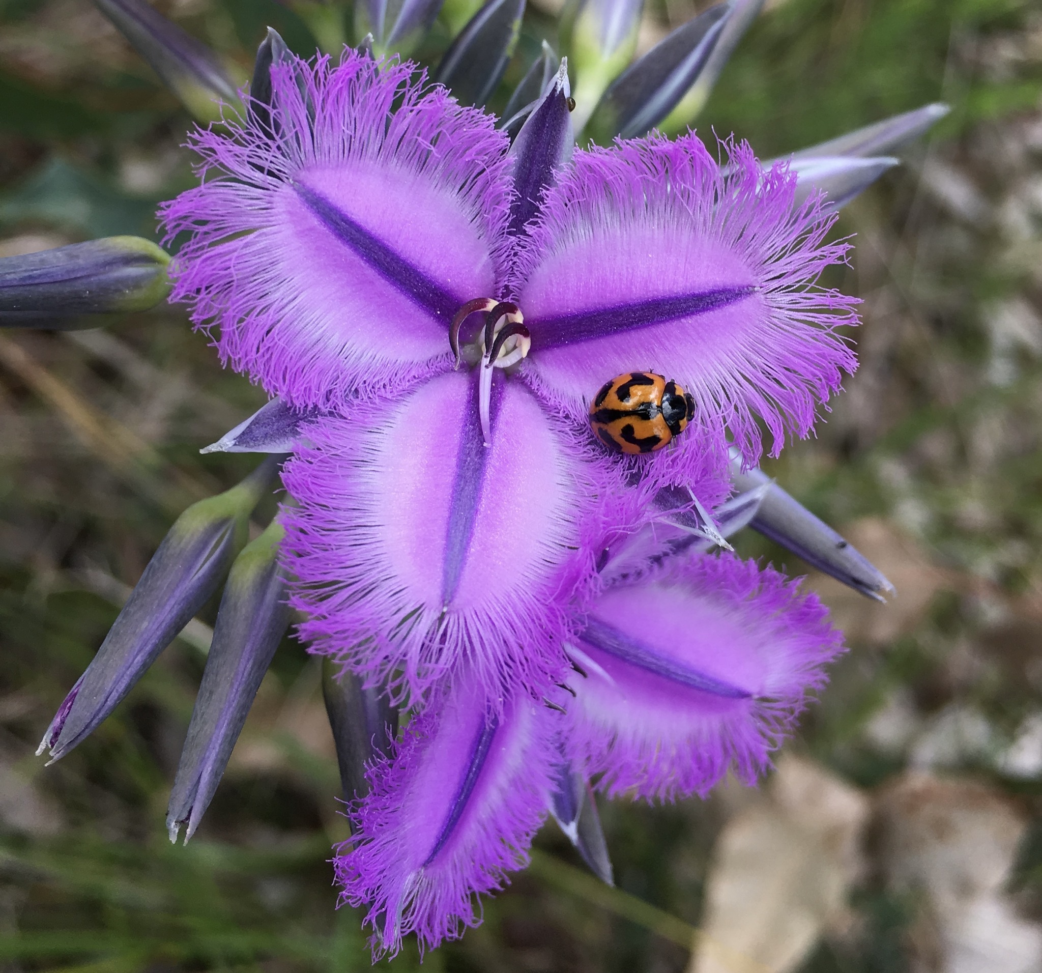 Pauline Drew - Thysanotus sp. 