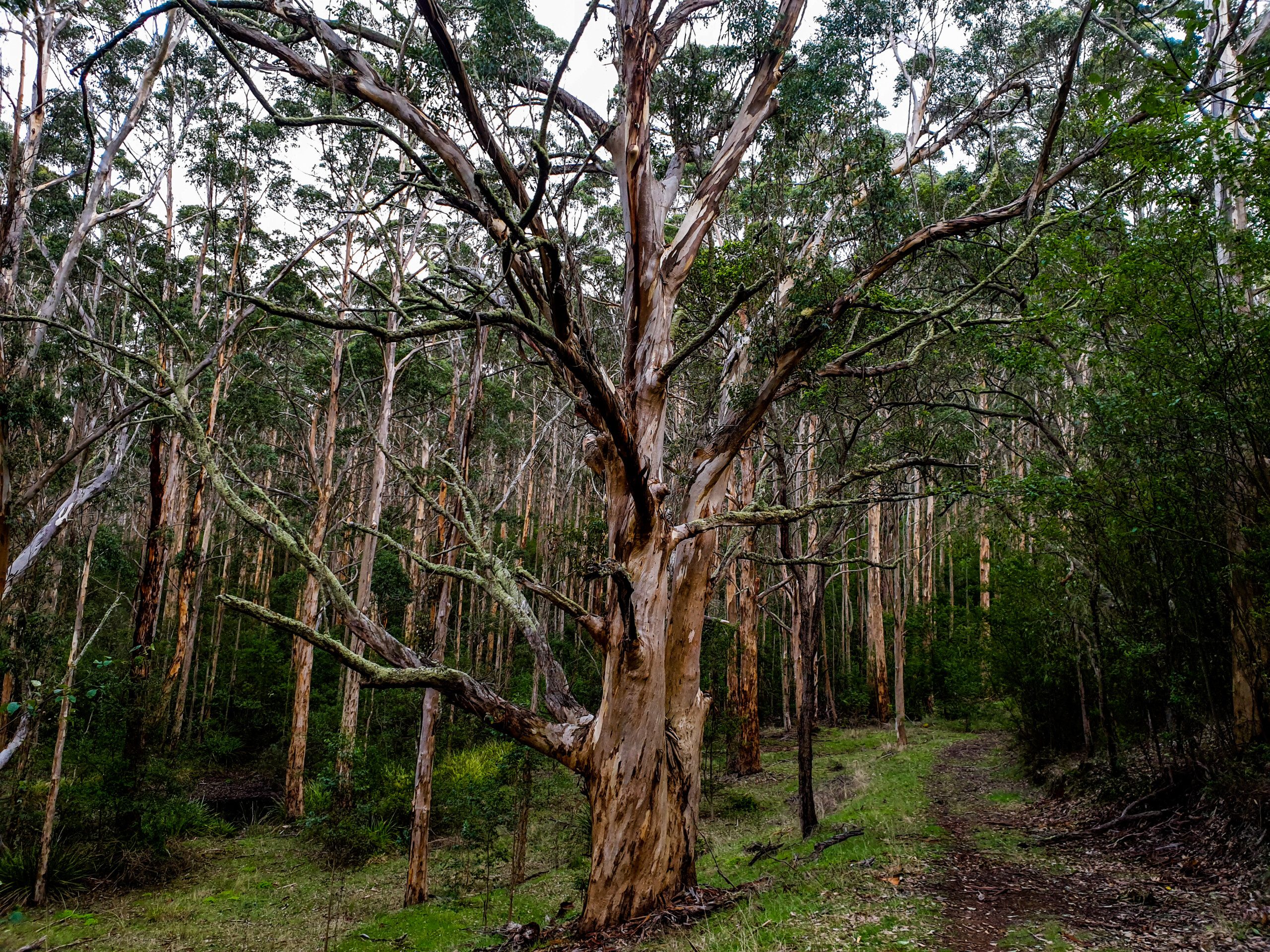 Porongurup National Park - Credit Down Under Discoveries