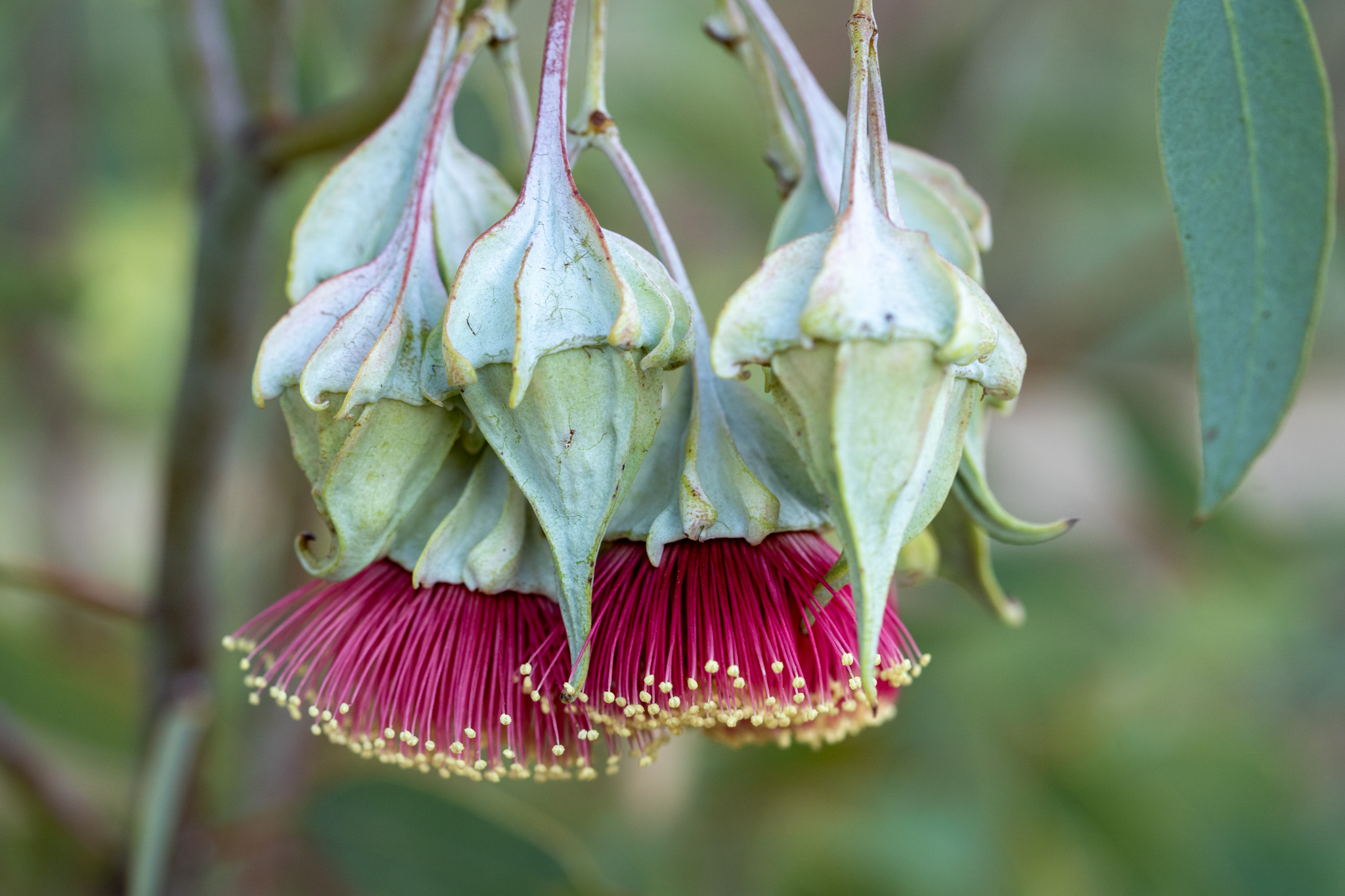 Sally Boussoualim - Eucalyptus alatissima