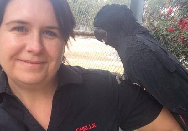 Kaarakin Black Cockatoo Conservation Centre. Chelle Fisher Volunteer 2013/14