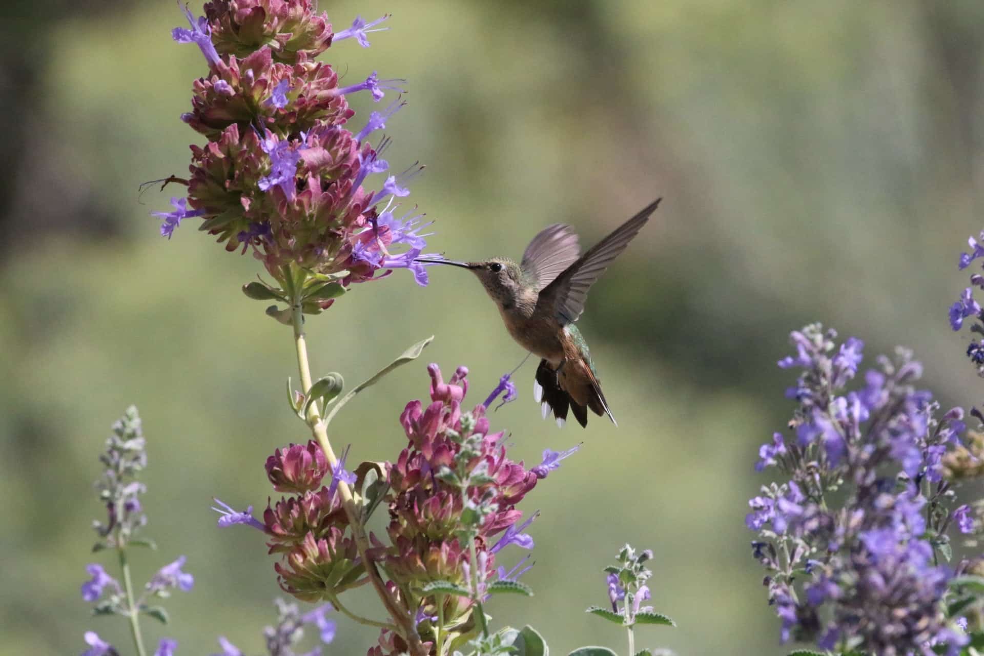 attract pollinators