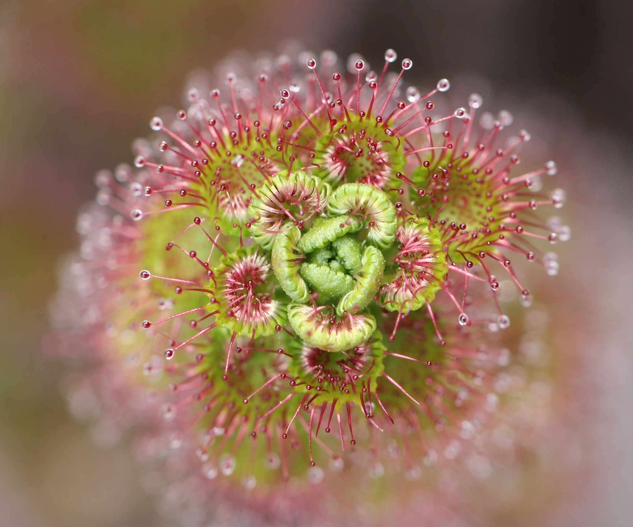 Basilia Staltari - Drosera sp. (WINNER)